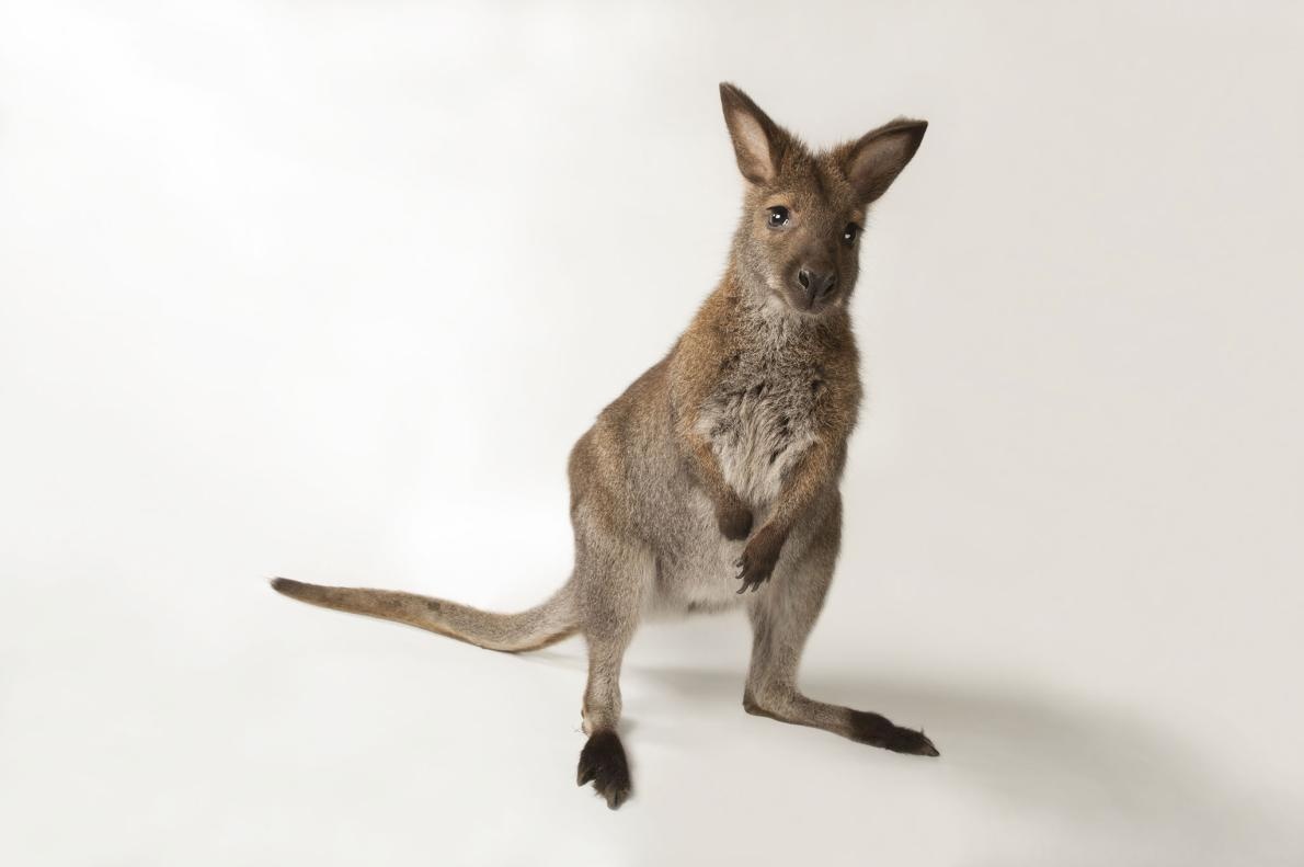 ギャラリー かわいい 有袋類 ワラビー の写真6点 ナショナルジオグラフィック日本版サイト ギャラリー かわいい 有袋類 ワラビー の写真6点 ナショナルジオグラフィック日本版サイト