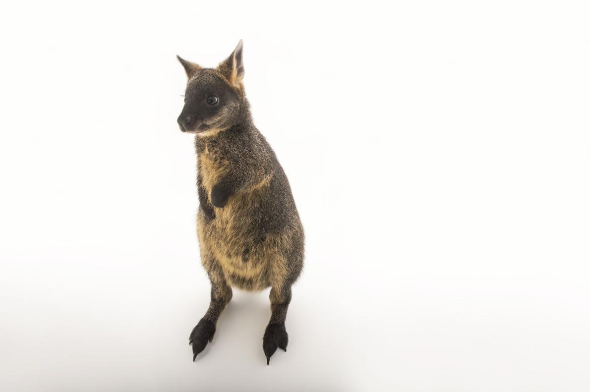 ギャラリー かわいい 有袋類 ワラビー の写真6点 ナショナルジオグラフィック日本版サイト ギャラリー かわいい 有袋類 ワラビー の写真6点 ナショナルジオグラフィック日本版サイト