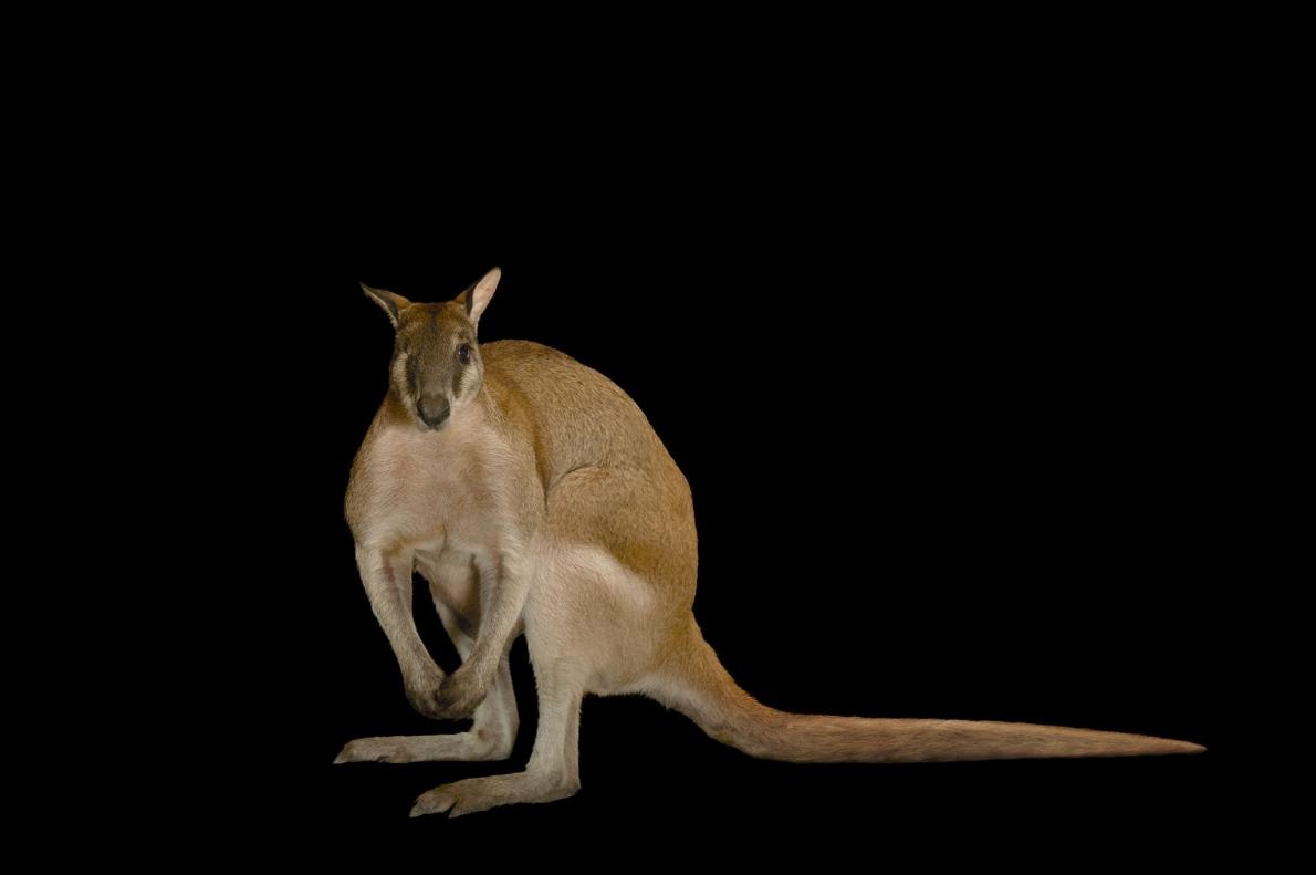 ギャラリー かわいい 有袋類 ワラビー の写真6点 ナショナルジオグラフィック日本版サイト ギャラリー かわいい 有袋類 ワラビー の写真6点 ナショナルジオグラフィック日本版サイト
