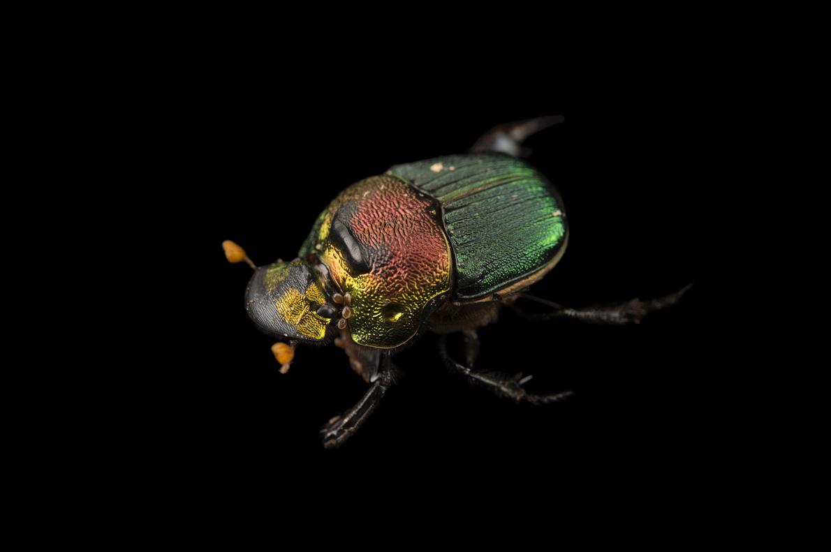 ギャラリー：コガネムシの肖像 写真11点 | ナショナルジオグラフィック