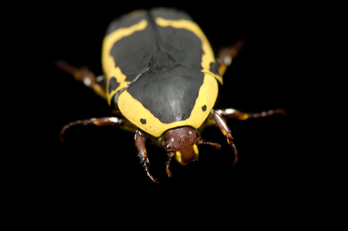 黄金虫 楽天市場】＼最大30％OFFクーポン／化石 虫入り琥珀 ネックレス