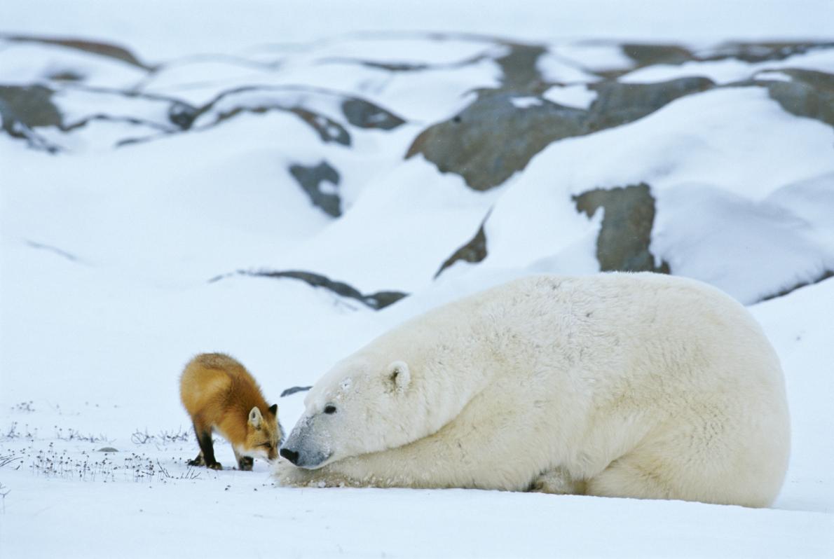 ギャラリー 北極の自然を生き抜くホッキョクグマの厳選写真12点 ナショナルジオグラフィック日本版サイト