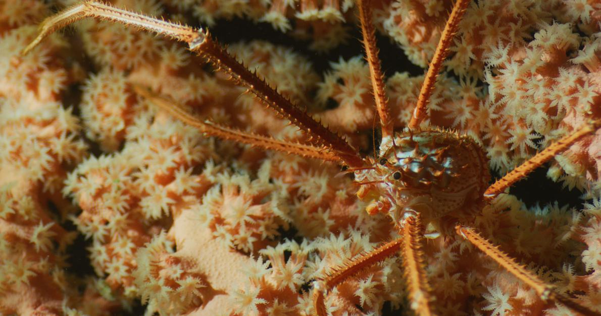 ギャラリー：驚きの深海サンゴ生態系、命あふれる大西洋の海洋保護区