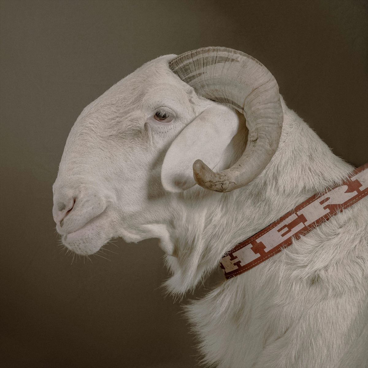 ギャラリー 1頭1000万円超も セネガルの富の象徴 ラドゥム 羊 写真7点 ナショナルジオグラフィック日本版サイト