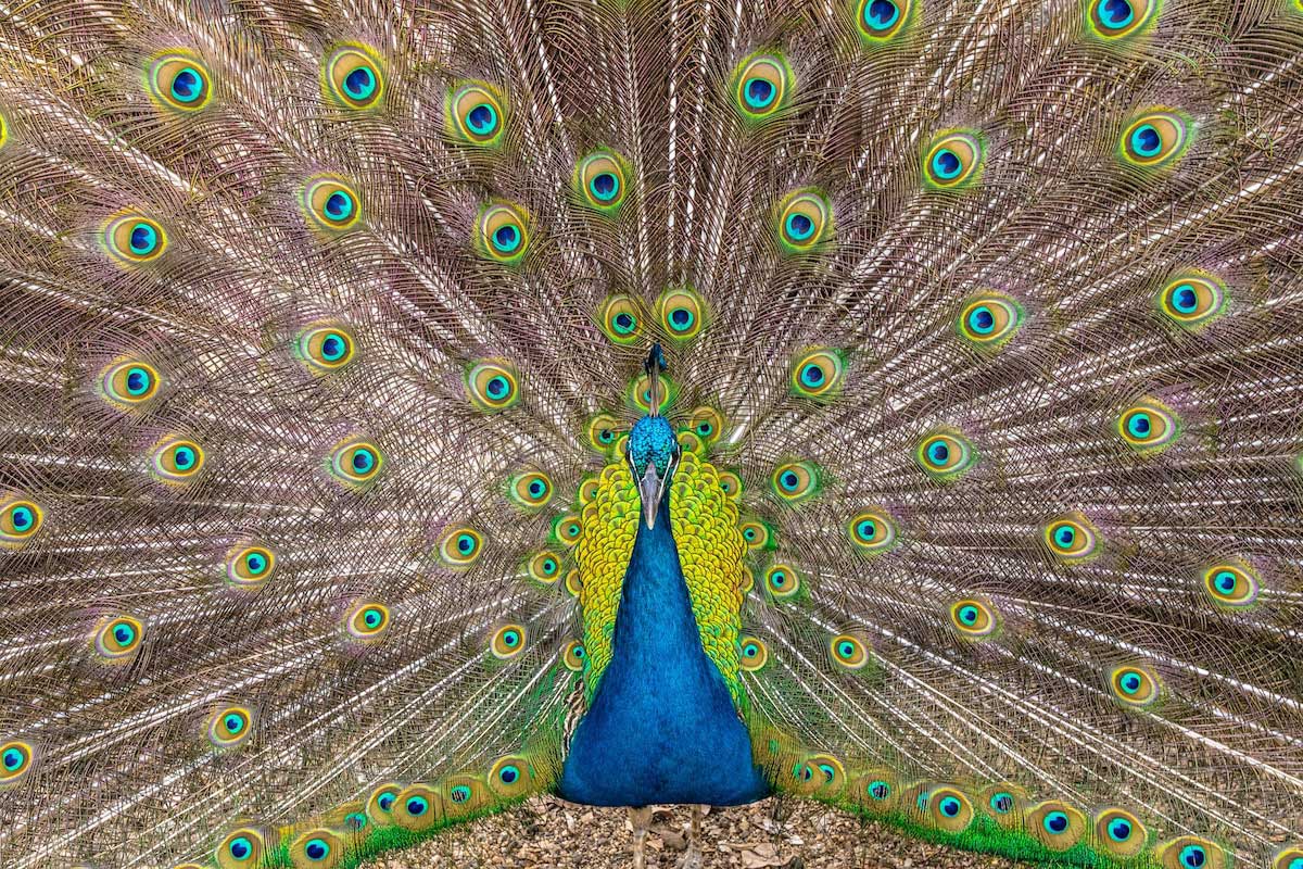 カラフル な 鳥