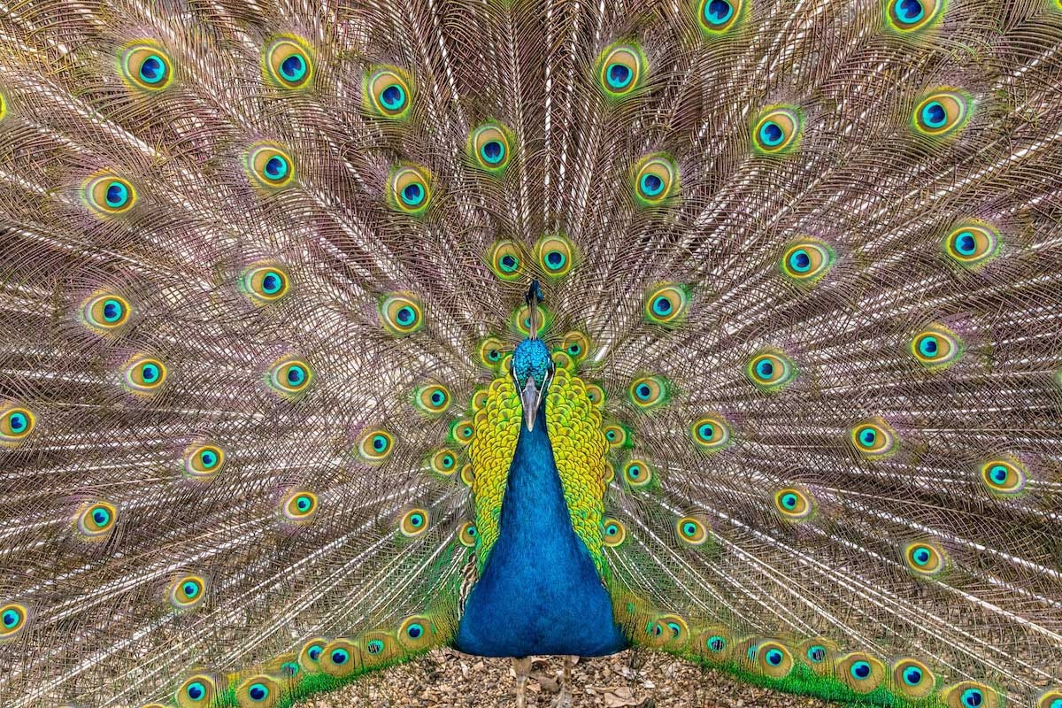 カラフル な 鳥