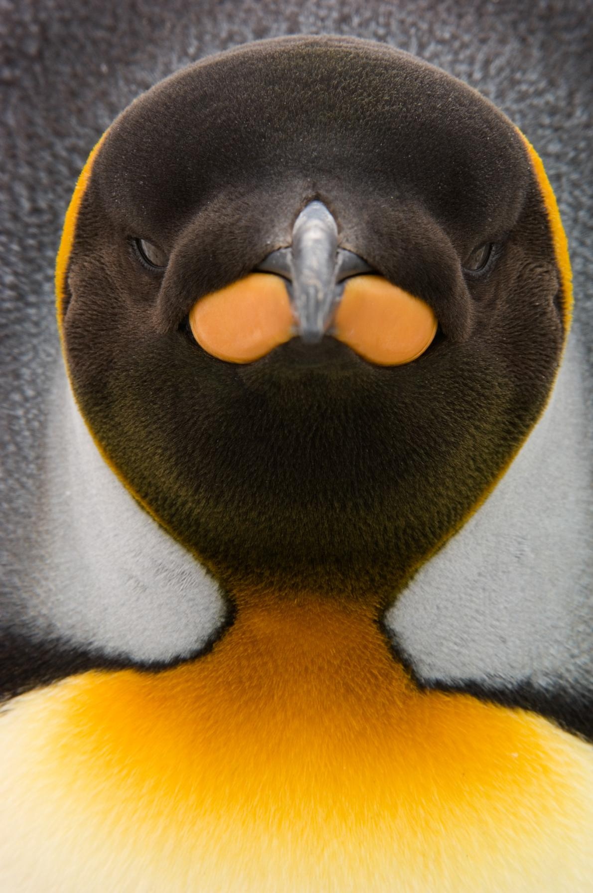 ギャラリー みんな大好き ペンギン写真集 13点 ナショナルジオグラフィック日本版サイト ギャラリー みんな大好き ペンギン写真集 13点 ナショナルジオグラフィック日本版サイト