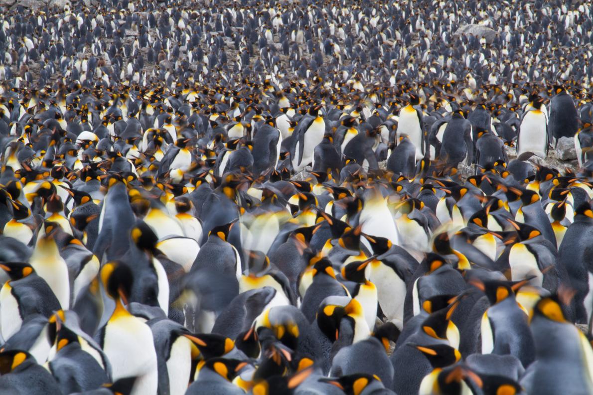 ギャラリー みんな大好き ペンギン写真集 13点 ナショナルジオグラフィック日本版サイト