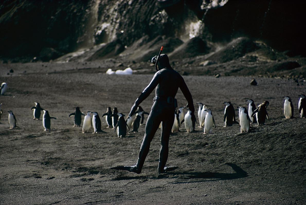ギャラリー みんな大好き ペンギン写真集 13点 ナショナルジオグラフィック日本版サイト