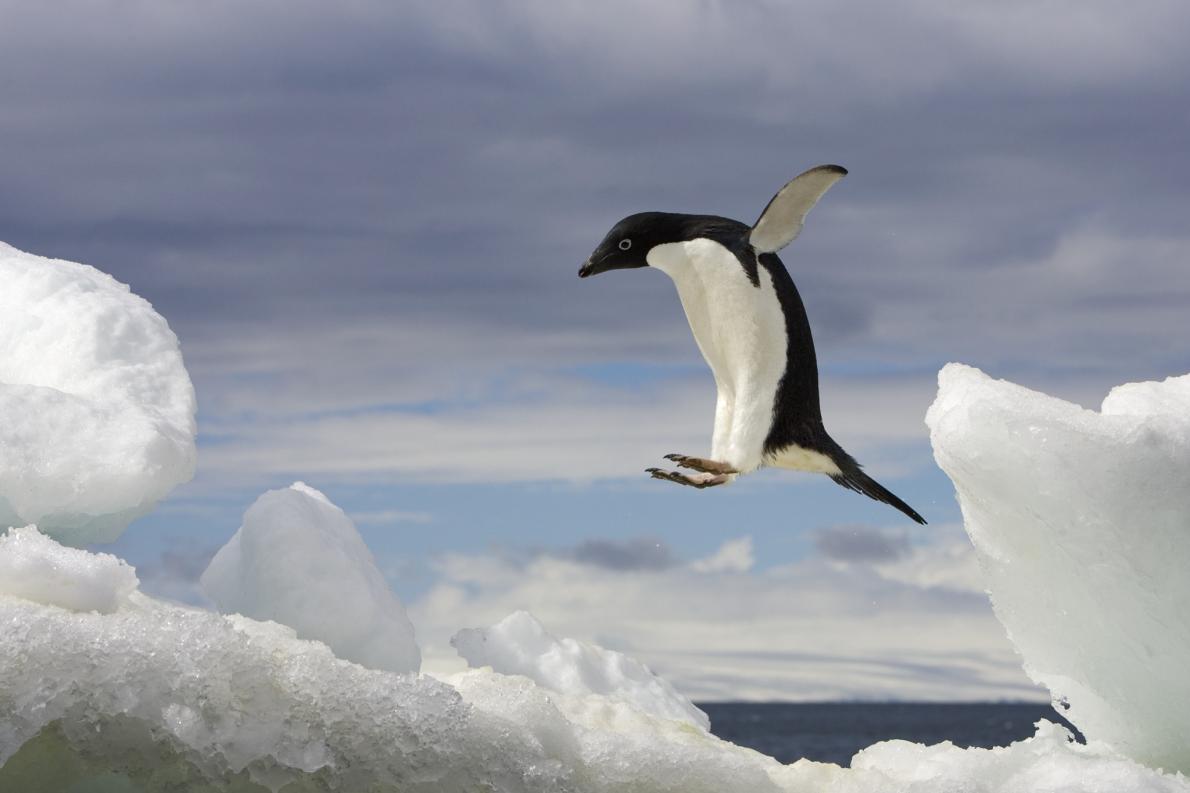 ギャラリー みんな大好き ペンギン写真集 13点 ナショナルジオグラフィック日本版サイト