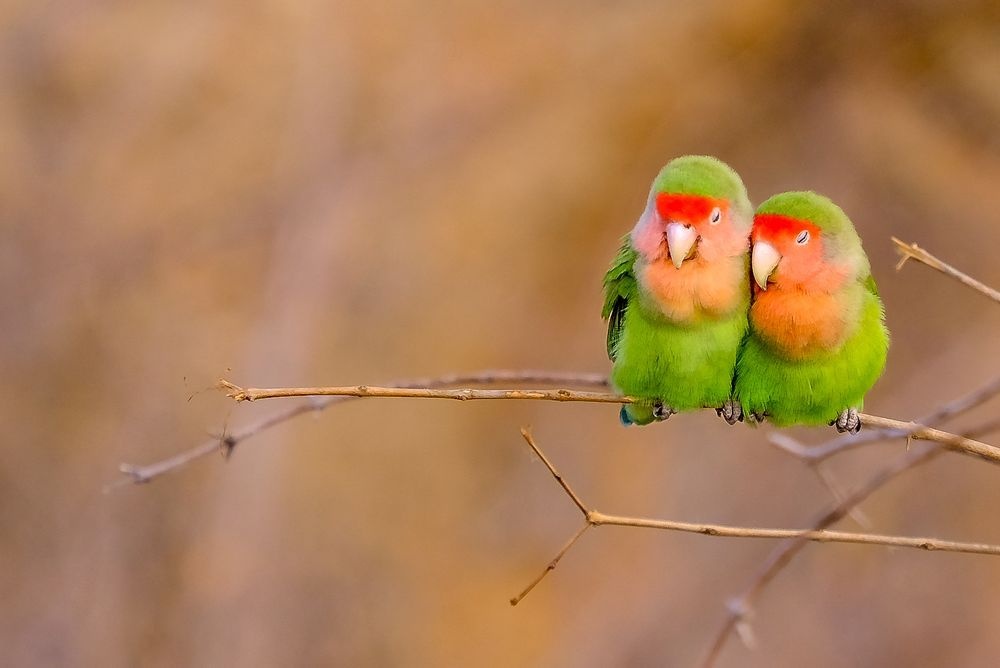 ギャラリー 世界の美しい鳥たち ナショナルジオグラフィック日本版サイト ギャラリー 世界の美しい鳥たち ナショナルジオグラフィック日本版サイト
