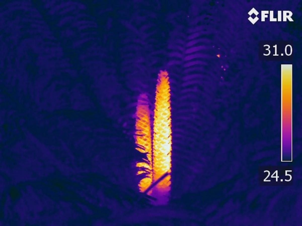 ギャラリー：植物が発熱し赤外線で昆虫を引き寄せると判明、初、「色