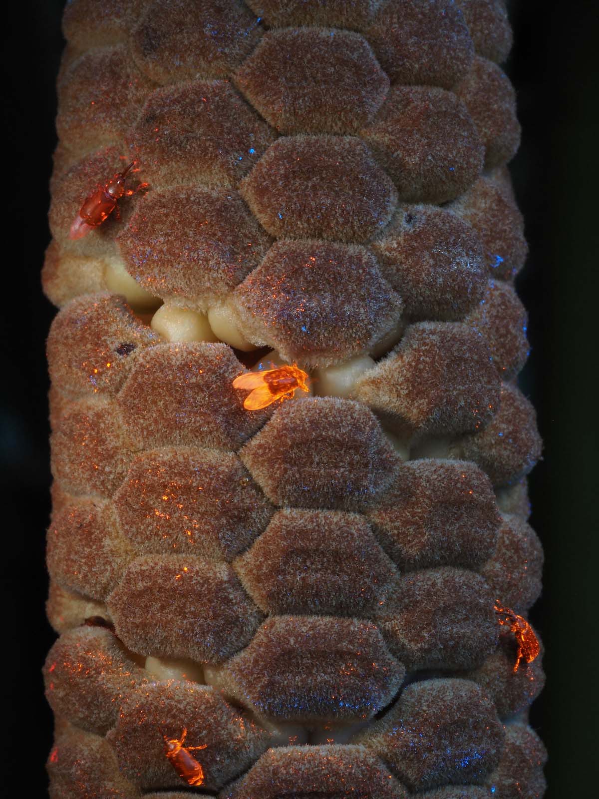 ギャラリー：植物が発熱し赤外線で昆虫を引き寄せると判明、初、「色