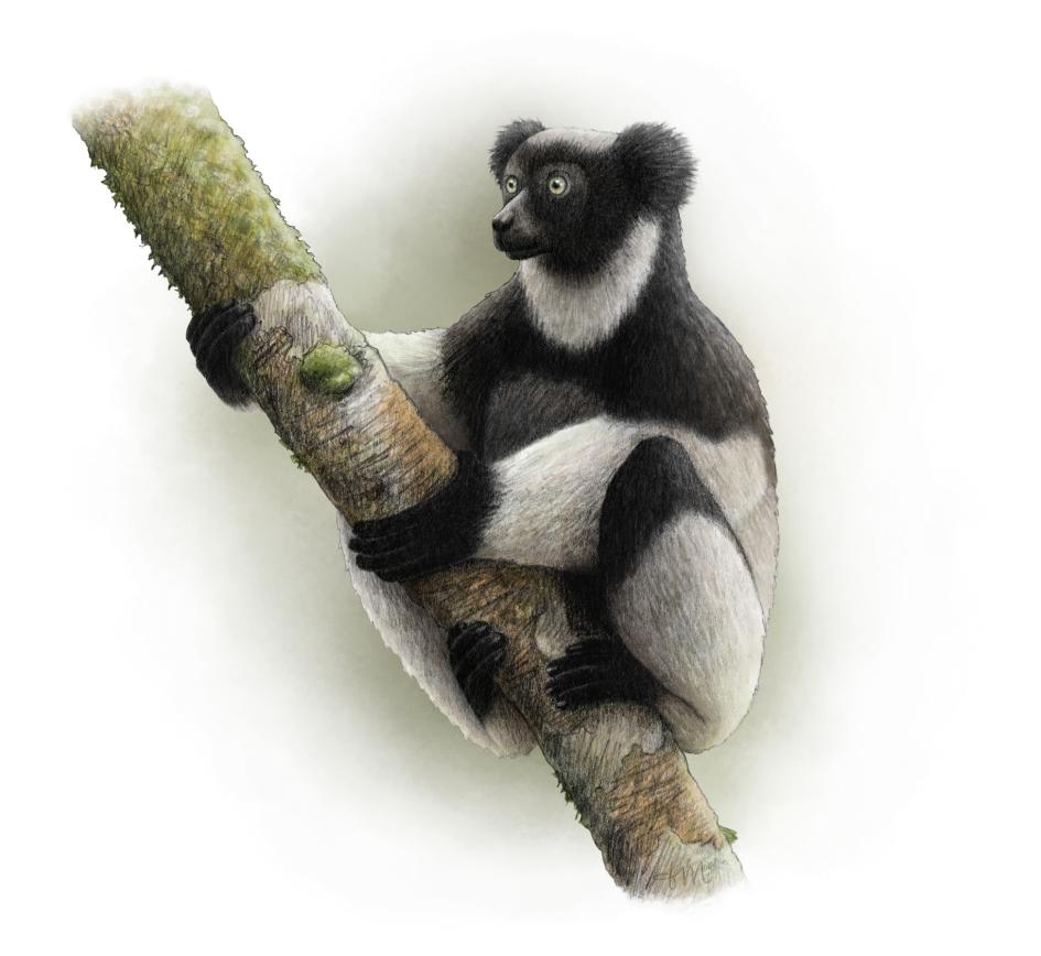 ギャラリー：絶滅危惧のキツネザルがコロナ禍で窮地に 画像7点
