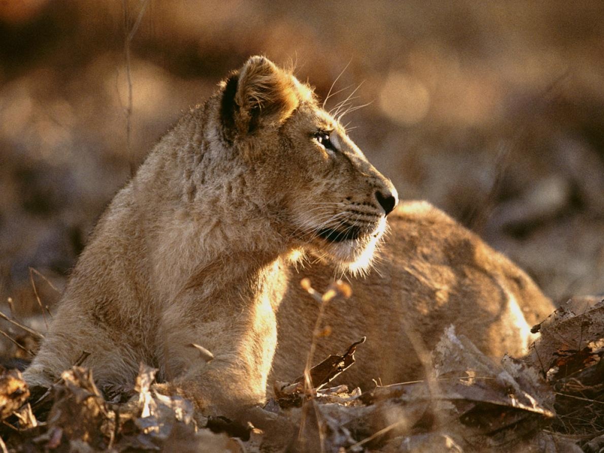 ギャラリー 凛として愛らしい大型ネコ科動物たち 写真17点 ナショナルジオグラフィック日本版サイト ギャラリー 凛として愛らしい大型ネコ科動物たち 写真17点 ナショナルジオグラフィック日本版サイト