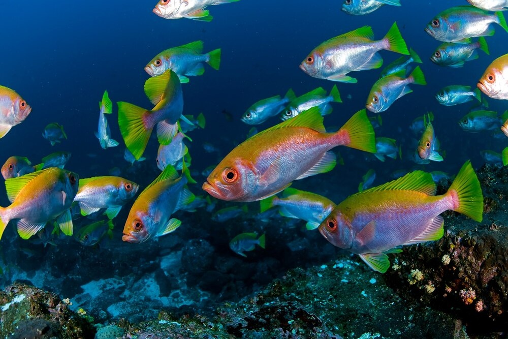 ギャラリー 水中のジュラシック パーク ココ島の海 コスタリカ 写真6点 ナショナルジオグラフィック日本版サイト ギャラリー 水中のジュラシック パーク ココ島の海 コスタリカ 写真6点 ナショナルジオグラフィック日本版サイト