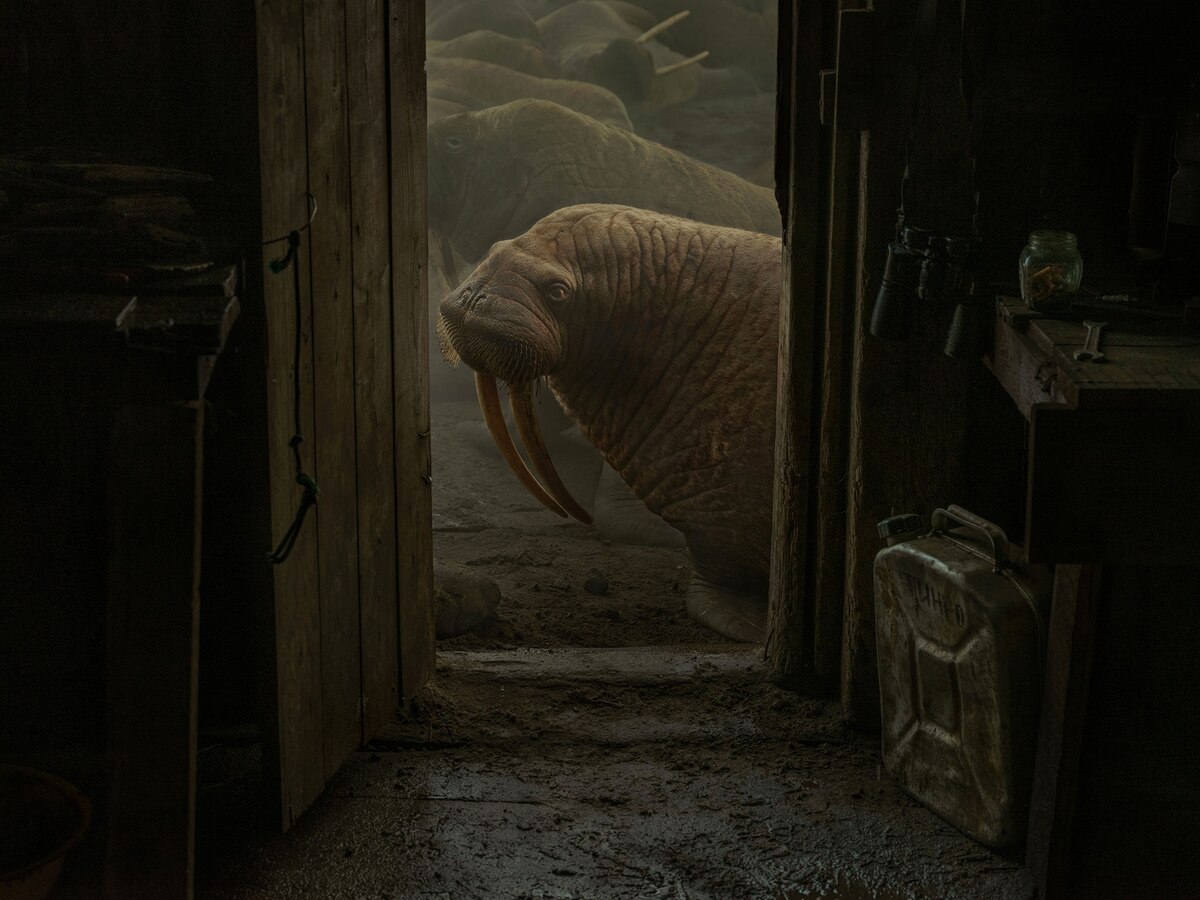 ギャラリー：心揺さぶる世紀の傑作写真、ナショジオの“その年の1枚