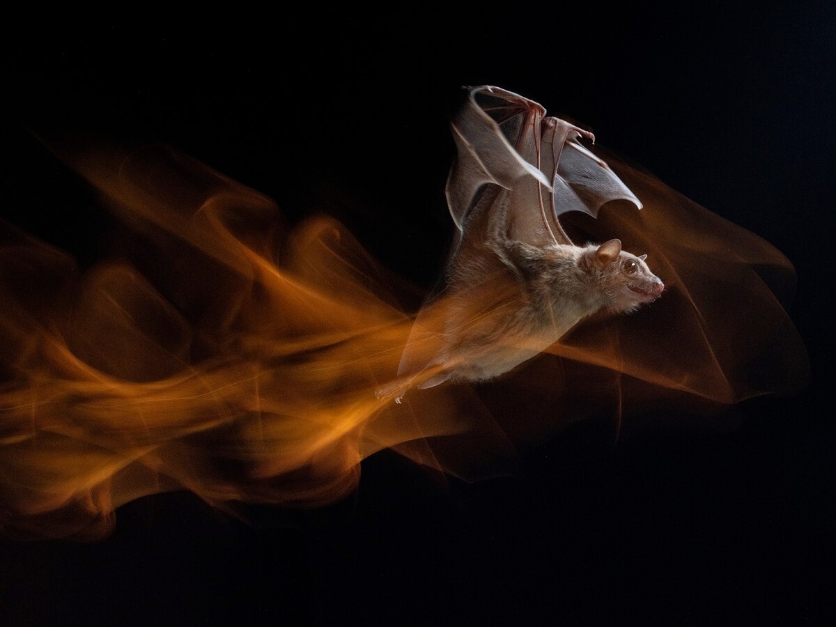 ギャラリー：心揺さぶる世紀の傑作写真、ナショジオの“その年の1枚