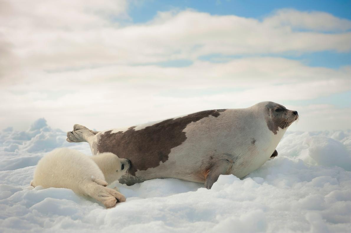 ギャラリー 地球一かわいい タテゴトアザラシの赤ちゃん 写真14点 ナショナルジオグラフィック日本版サイト ギャラリー 地球一かわいい タテゴトアザラシの赤ちゃん 写真14点 ナショナルジオグラフィック日本版サイト
