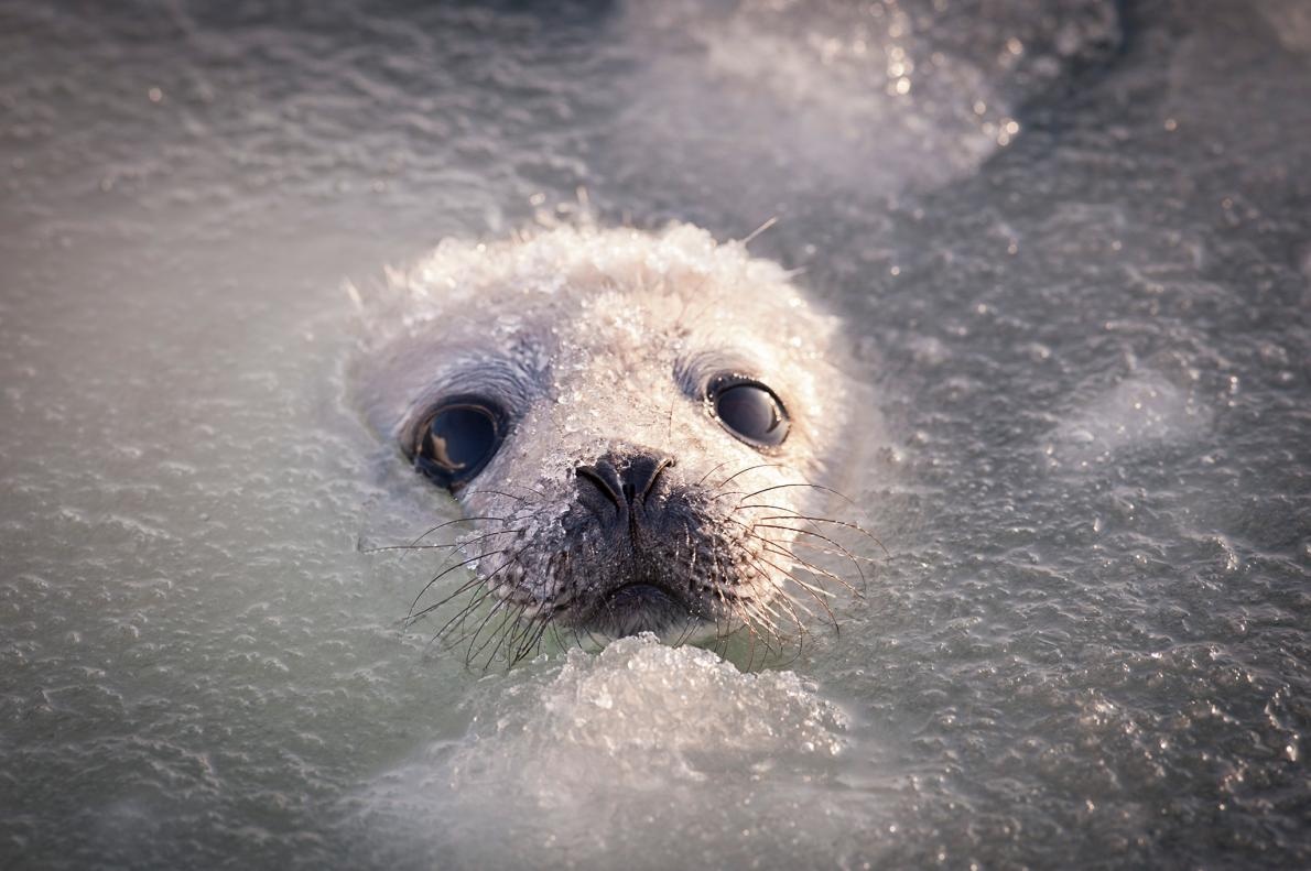ギャラリー 地球一かわいい タテゴトアザラシの赤ちゃん 写真14点 ナショナルジオグラフィック日本版サイト ギャラリー 地球一かわいい タテゴトアザラシの赤ちゃん 写真14点 ナショナルジオグラフィック日本版サイト