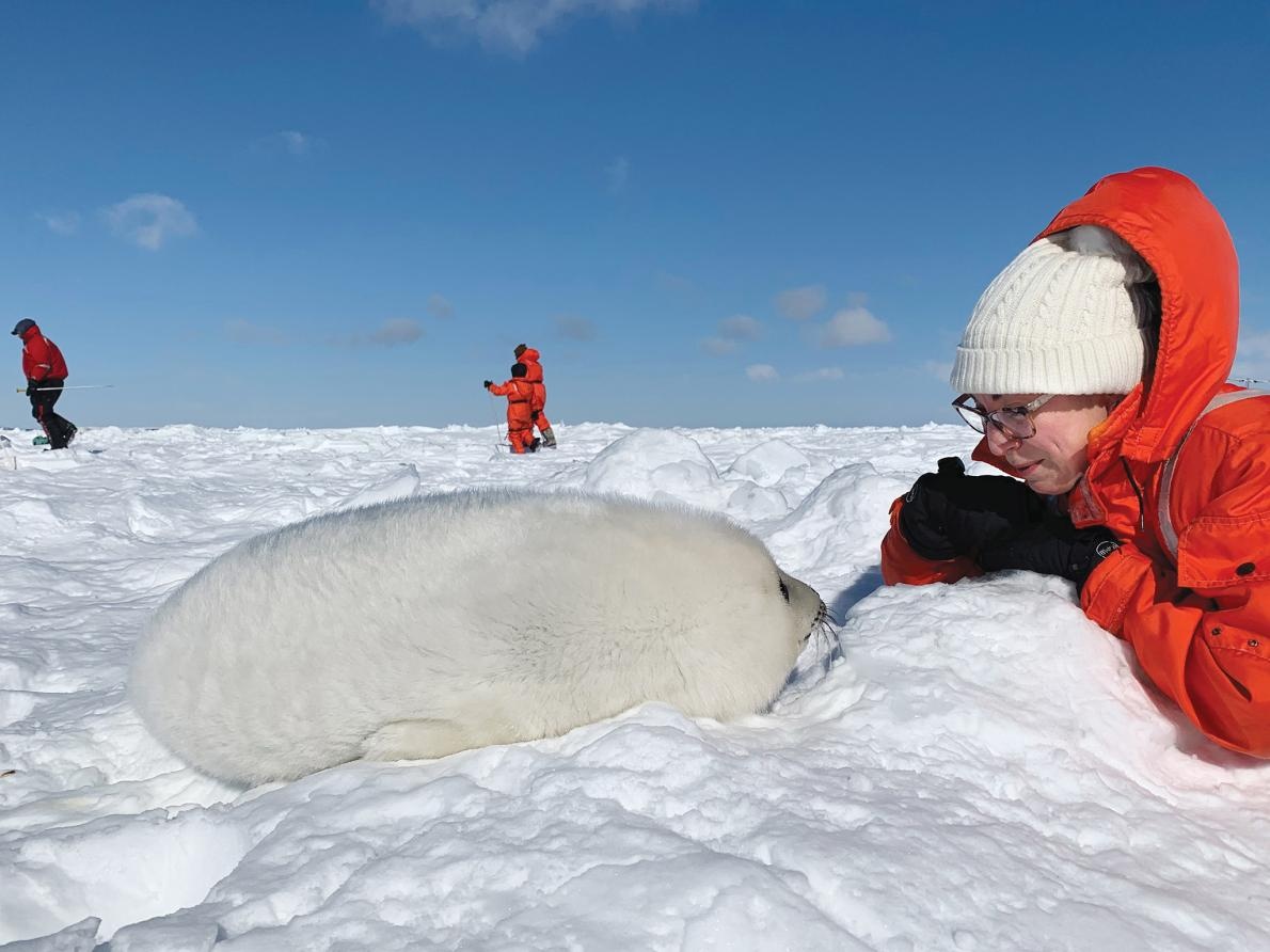 ギャラリー:地球一かわいい!?タテゴトアザラシの赤ちゃん 写真14点ナショナルジオグラフィック日本版サイト