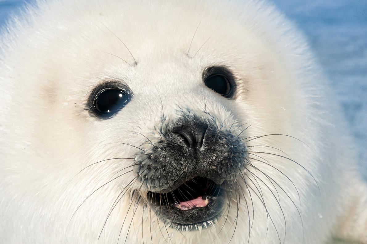 ギャラリー 地球一かわいい タテゴトアザラシの赤ちゃん 写真14点