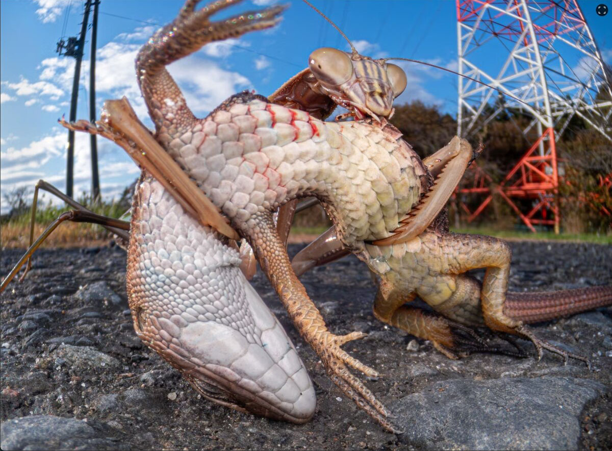 ギャラリー：ナショナル ジオグラフィックが掲載したベスト動物写真