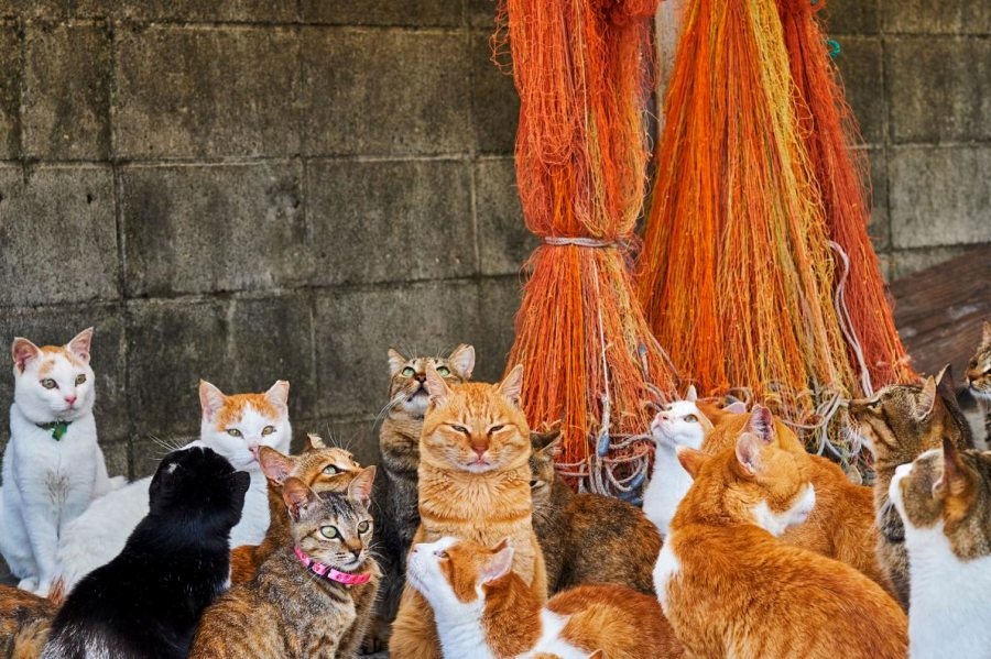 ギャラリー 世界の街ネコ 写真15点 遺跡で遊び 神社でお昼寝 ナショナルジオグラフィック日本版サイト ギャラリー 世界の街ネコ 写真15点 遺跡で遊び 神社でお昼寝 ナショナルジオグラフィック日本版サイト