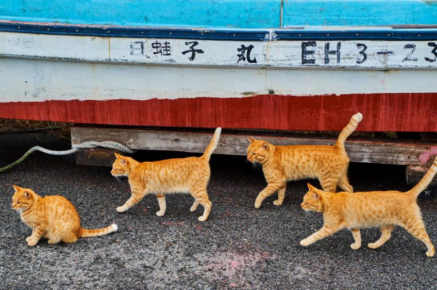 ギャラリー 世界の街ネコ 写真15点 遺跡で遊び 神社でお昼寝 ナショナルジオグラフィック日本版サイト