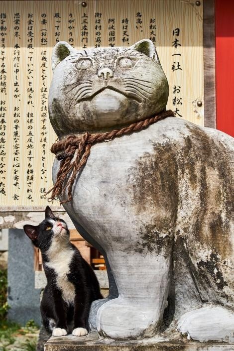 ギャラリー 世界の街ネコ 写真15点 遺跡で遊び 神社でお昼寝 ナショナルジオグラフィック日本版サイト