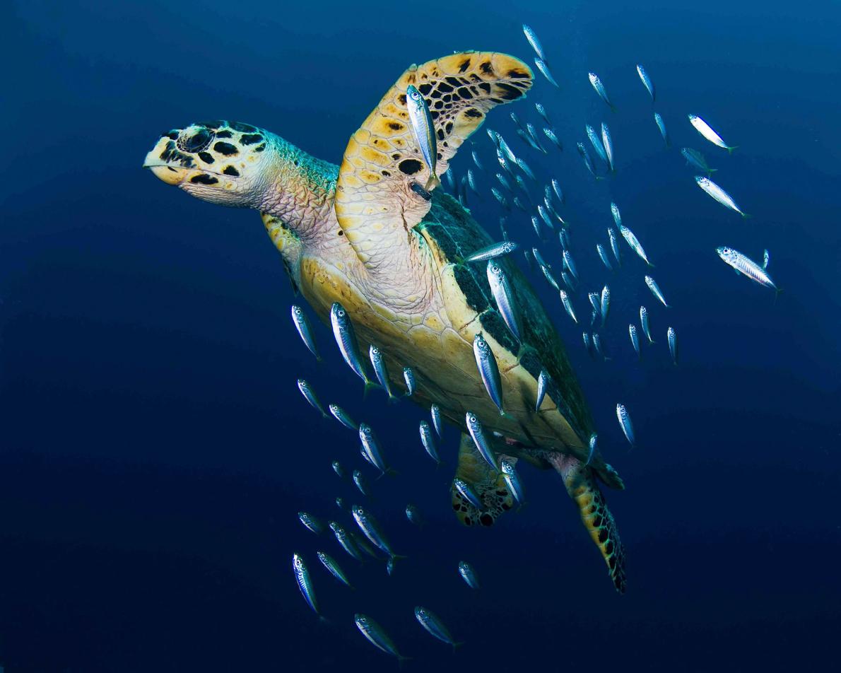 ギャラリー 世界のウミガメ 写真14点 ナショナルジオグラフィック日本版サイト