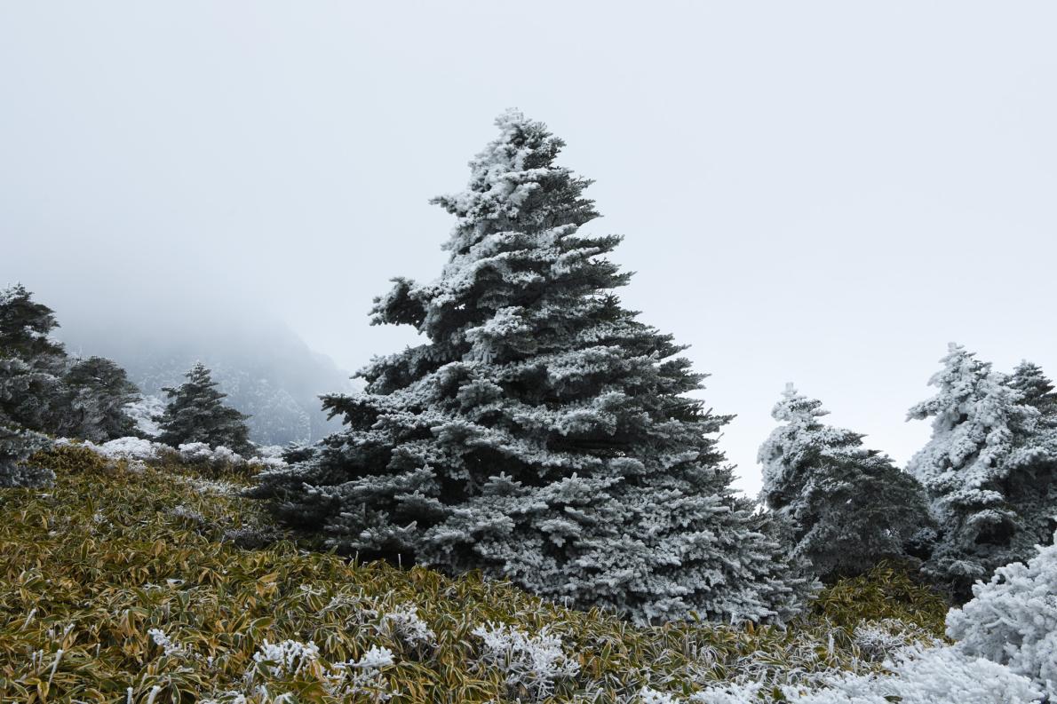 ギャラリー 済州島のモミの木の森 温暖化でほぼ半分が枯死 写真7点 ナショナルジオグラフィック日本版サイト