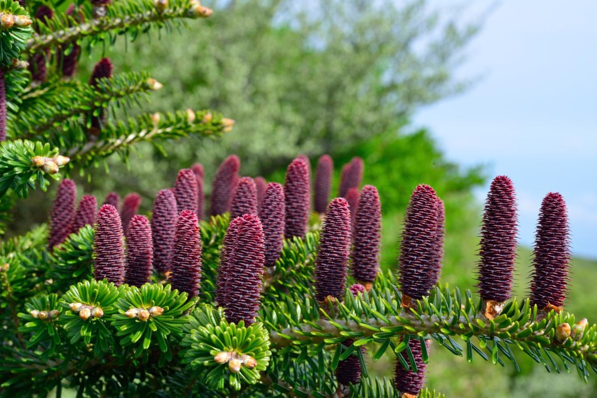 ギャラリー 済州島のモミの木の森 温暖化でほぼ半分が枯死 写真7点 ナショナルジオグラフィック日本版サイト ギャラリー 済州島のモミの木の森 温暖化でほぼ半分が枯死 写真7点 ナショナルジオグラフィック日本版サイト