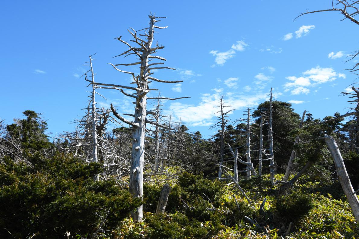 ギャラリー：済州島のモミの木の森、温暖化でほぼ半分が枯死 写真7点