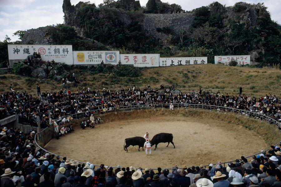 城跡で激突、沖縄の闘牛
