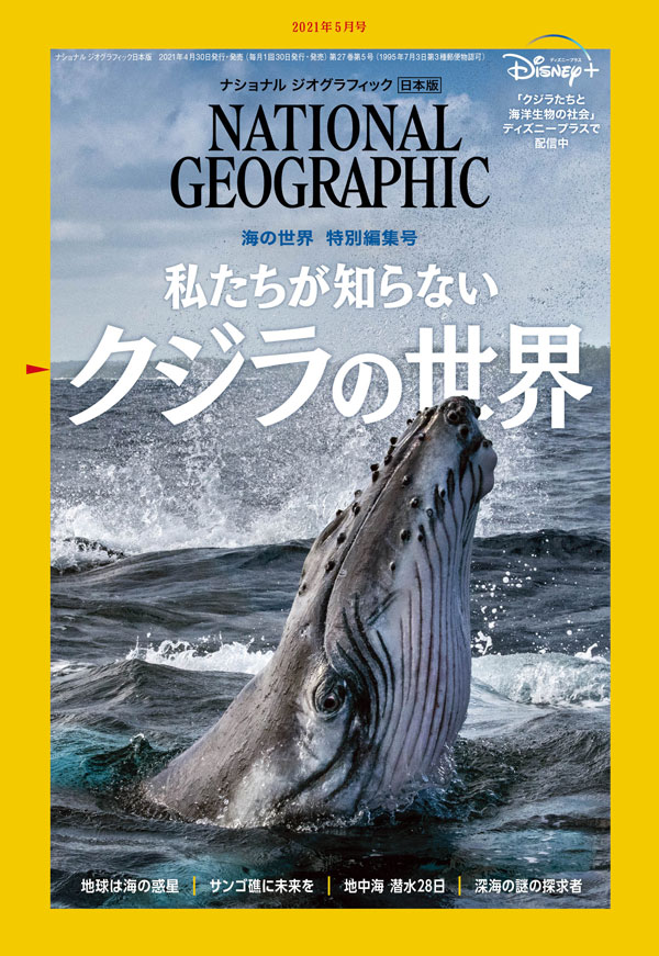 生物細密画画「タカアシガニ」 タカアシガニ A】あそべる生物フィギュアシリーズ 深海のひみつ