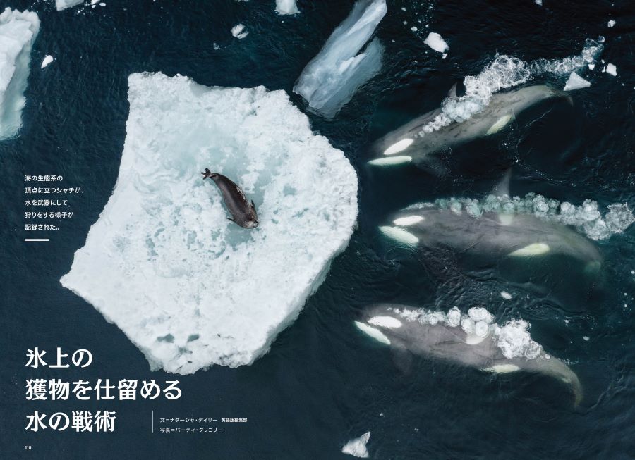 <u><a href="/atcl/photo/stories/23/091900035/" target="_blank">海の王者のハンティング</a></u>