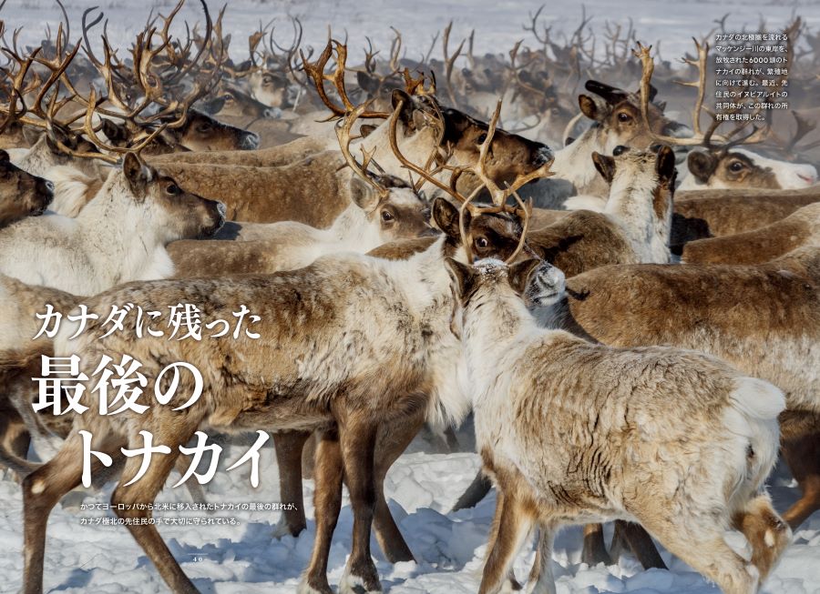 <u><a href="/atcl/news/25/021800089/" target="_blank">カナダに残ったトナカイ</a></u>