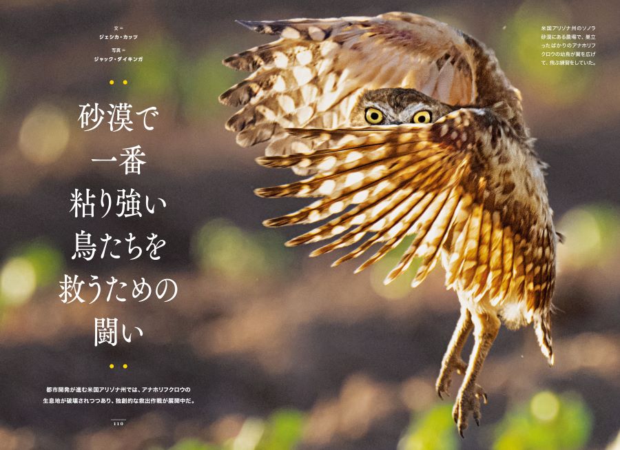 <u><a href="/atcl/news/25/021800092/" target="_blank">フクロウを救うために</a></u>