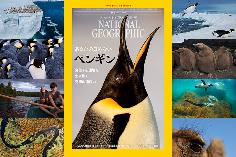 ナショナルジオグラフィック日本版サイト ナショナルジオグラフィック日本版サイト