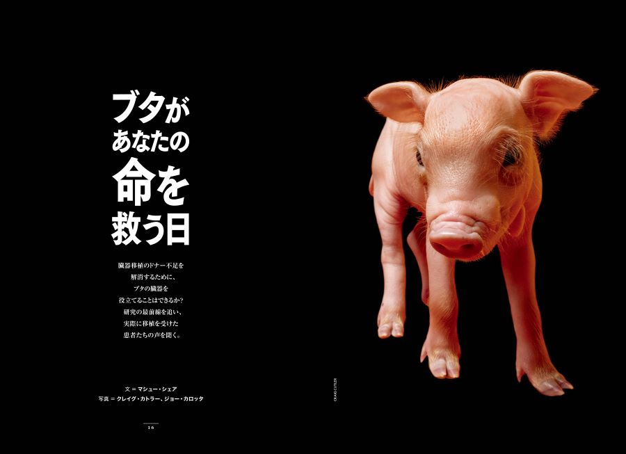 <div class="bpimage_title"><u><a href="/atcl/news/25/052000267/" target="_blank">ブタがあなたの命を救う日</a></u></div>