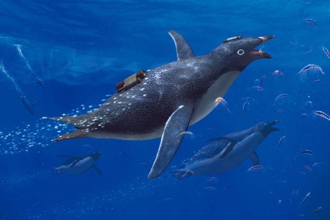 日本のエクスプローラー 渡辺佑基　「バイオロギング」で迫る海洋動物の素顔