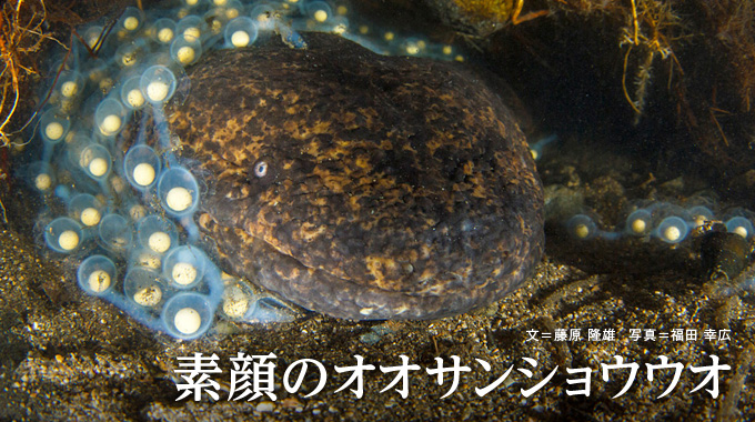 素顔のオオサンショウウオ | ナショナル ジオグラフィック日本版サイト