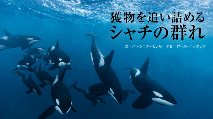 獲物を追い詰めるシャチの群れ ナショナルジオグラフィック日本版サイト