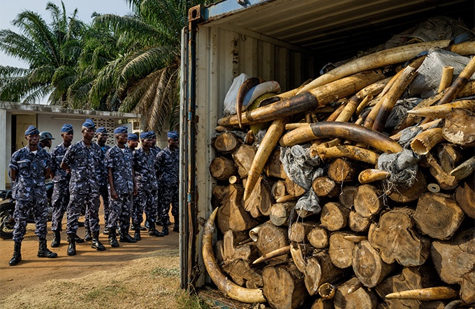 密猟象牙の闇ルートを追う　アフリカ発 特別調査レポート