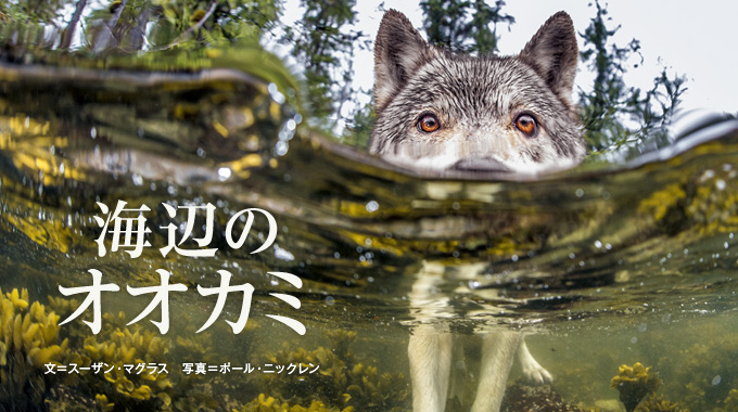 カナダ西海岸 海辺のオオカミ ナショナルジオグラフィック日本版サイト