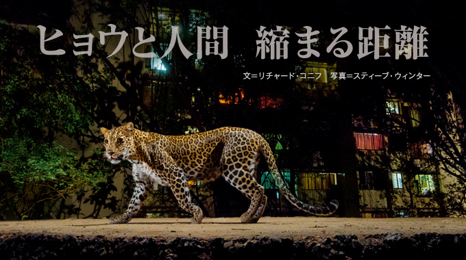 ヒョウと人間 縮まる距離 ナショナルジオグラフィック日本版サイト