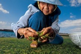 アオサを摘む沖縄のおばあちゃん