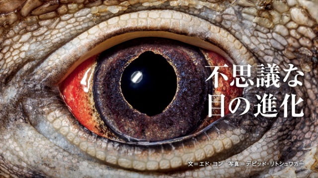 不思議な目の進化 ナショナル ジオグラフィック日本版サイト 不思議な目の進化 ナショナル ジオグラフィック日本版サイト