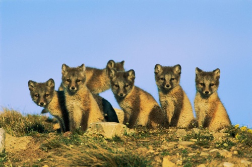 白いコートに着替えたツンドラの動物たち ナショナルジオグラフィック日本版サイト 白いコートに着替えたツンドラの動物たち ナショナルジオグラフィック日本版サイト